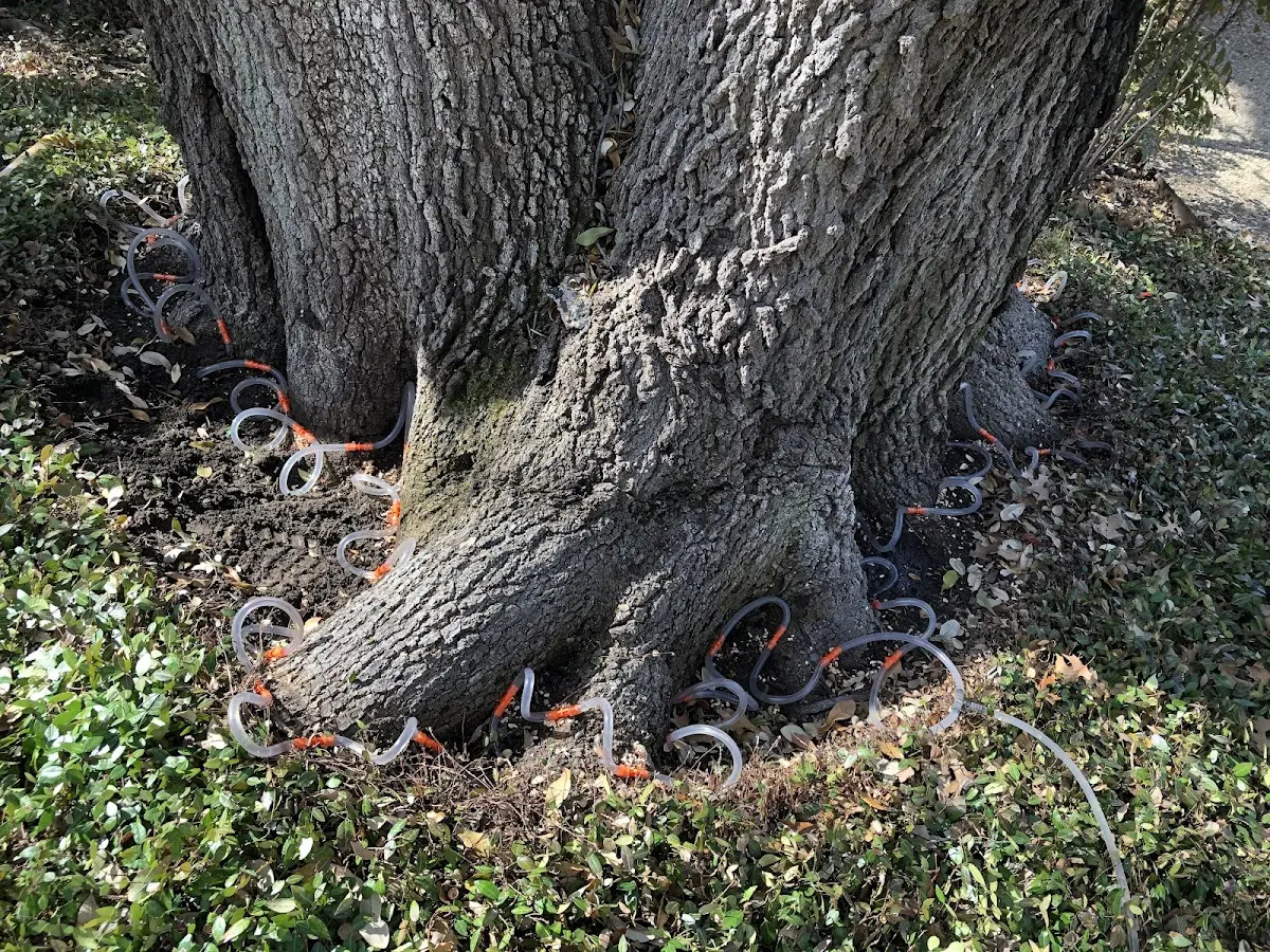 Detailed Tree Cabling and Bracing job site in Cottekill