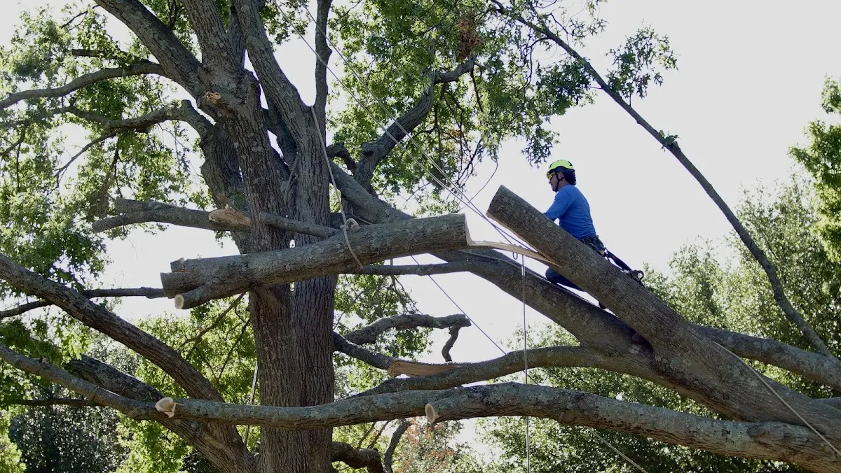 Professional Crown Thinning performed by certified arborists in Cottekill